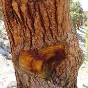SouthernSierra 713 : SouthernSierra